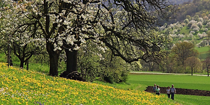 Wanderer in der blühenden Landschaft